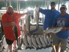 (08/18/2016) - Nice Striped Bass